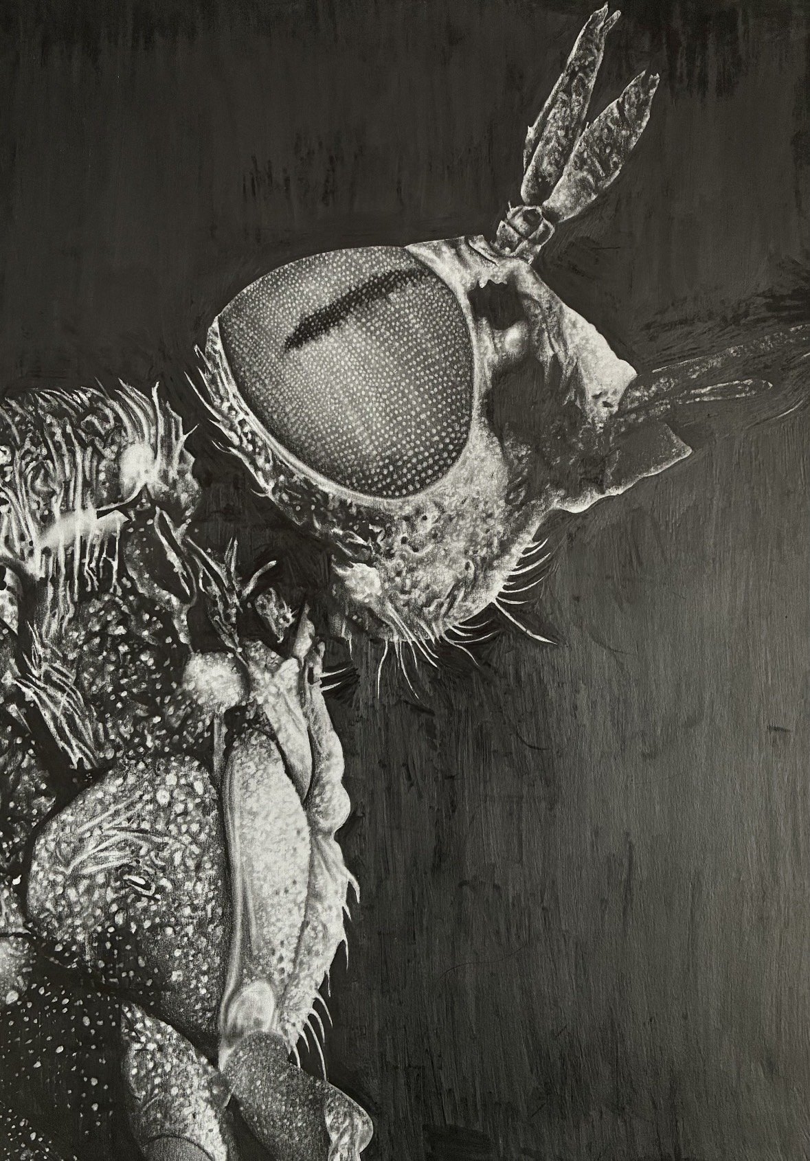 A-Level monochrome insect artwork on a dark background