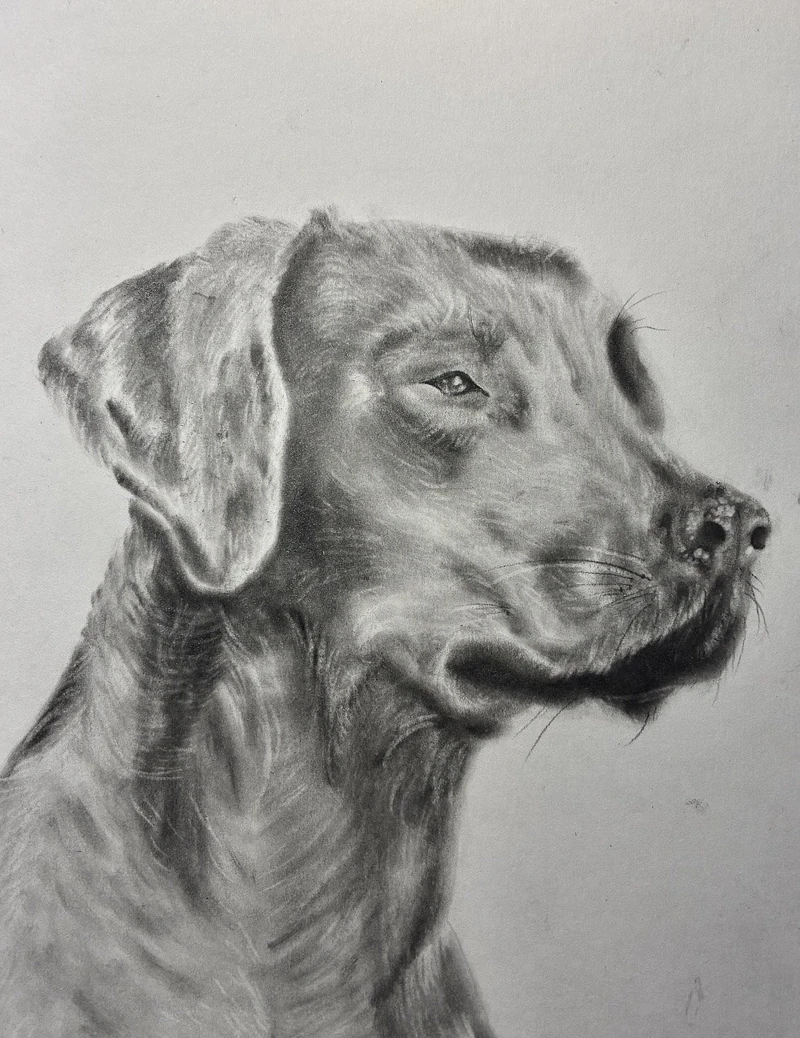 Commissioned graphite portrait of a dog